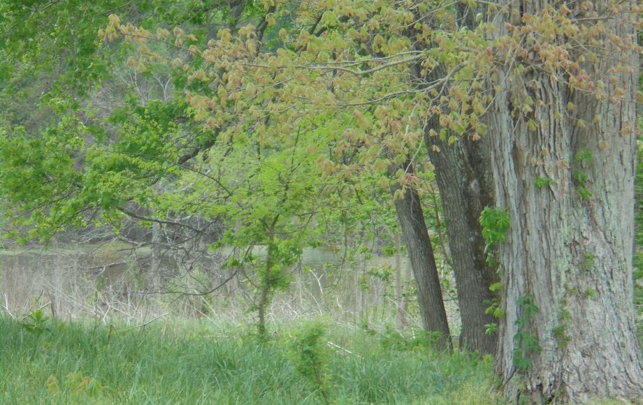 Image for SOLD~25.87 AC Vacant Land Auction (Forest Oaks Area) AUCTION-JUNE 3rd 10:00AM