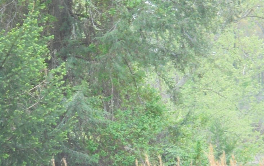 Image for SOLD~25.87 AC Vacant Land Auction (Forest Oaks Area) AUCTION-JUNE 3rd 10:00AM