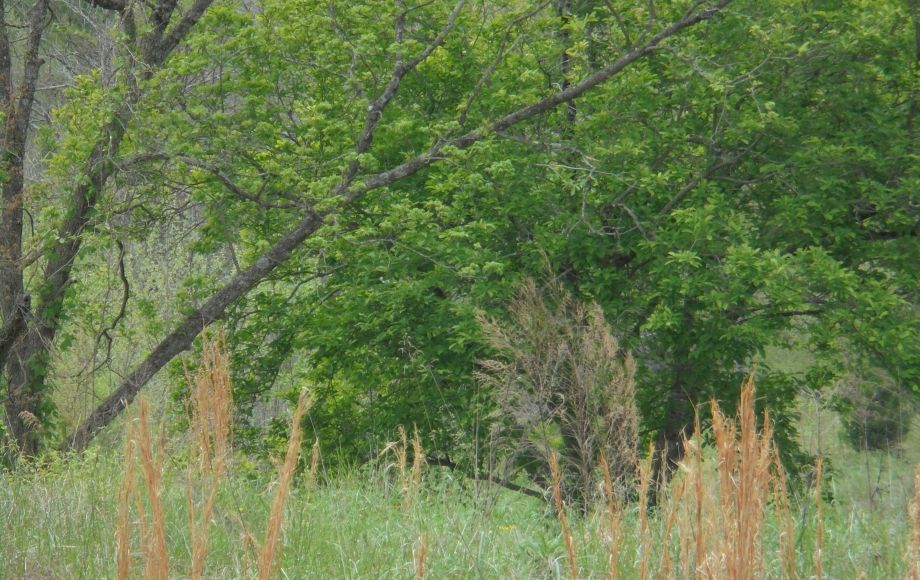 Image for SOLD~25.87 AC Vacant Land Auction (Forest Oaks Area) AUCTION-JUNE 3rd 10:00AM