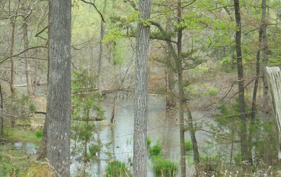 Image for SOLD~25.87 AC Vacant Land Auction (Forest Oaks Area) AUCTION-JUNE 3rd 10:00AM