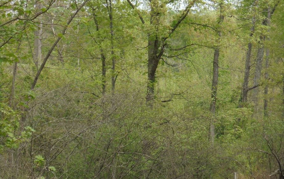 Image for SOLD~25.87 AC Vacant Land Auction (Forest Oaks Area) AUCTION-JUNE 3rd 10:00AM