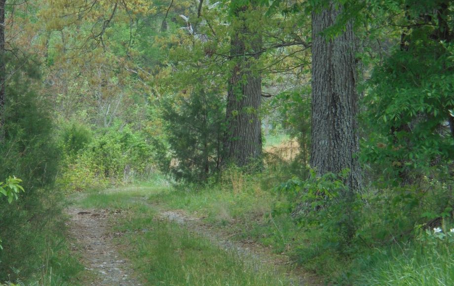 Image for SOLD~25.87 AC Vacant Land Auction (Forest Oaks Area) AUCTION-JUNE 3rd 10:00AM