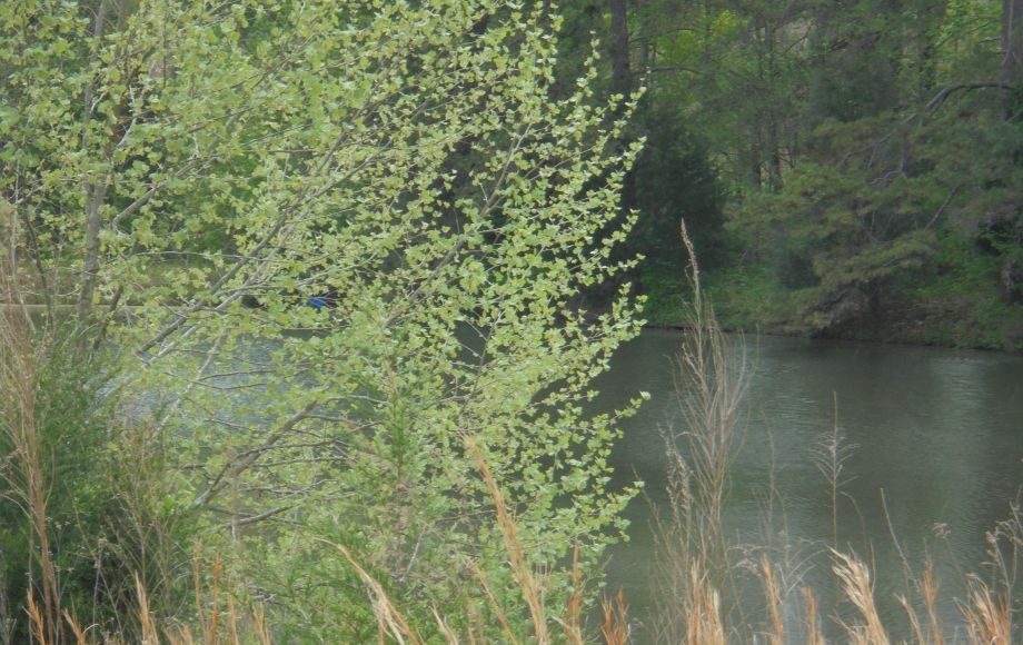 Image for SOLD~25.87 AC Vacant Land Auction (Forest Oaks Area) AUCTION-JUNE 3rd 10:00AM