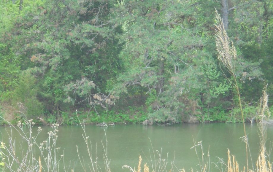 Image for SOLD~25.87 AC Vacant Land Auction (Forest Oaks Area) AUCTION-JUNE 3rd 10:00AM