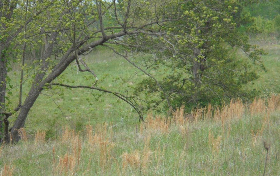 Image for SOLD~25.87 AC Vacant Land Auction (Forest Oaks Area) AUCTION-JUNE 3rd 10:00AM