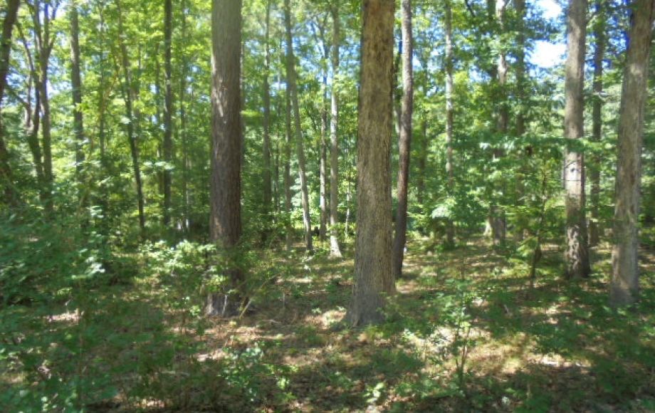 Image for SOLD~REAL ESTATE AUCTION (2 Story House 4/BR 2.5/BA on 5 AC)