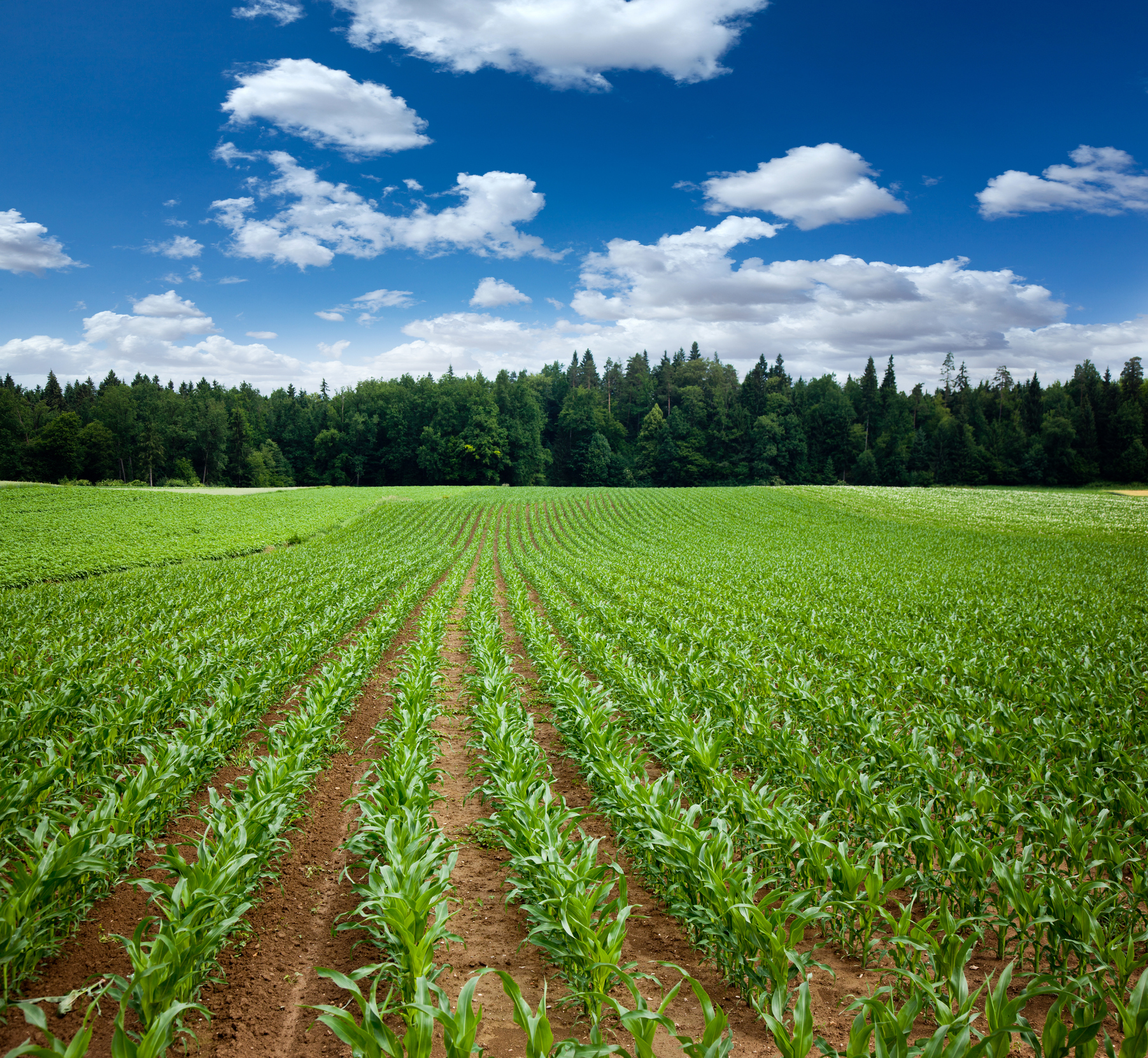 Land Agricultural