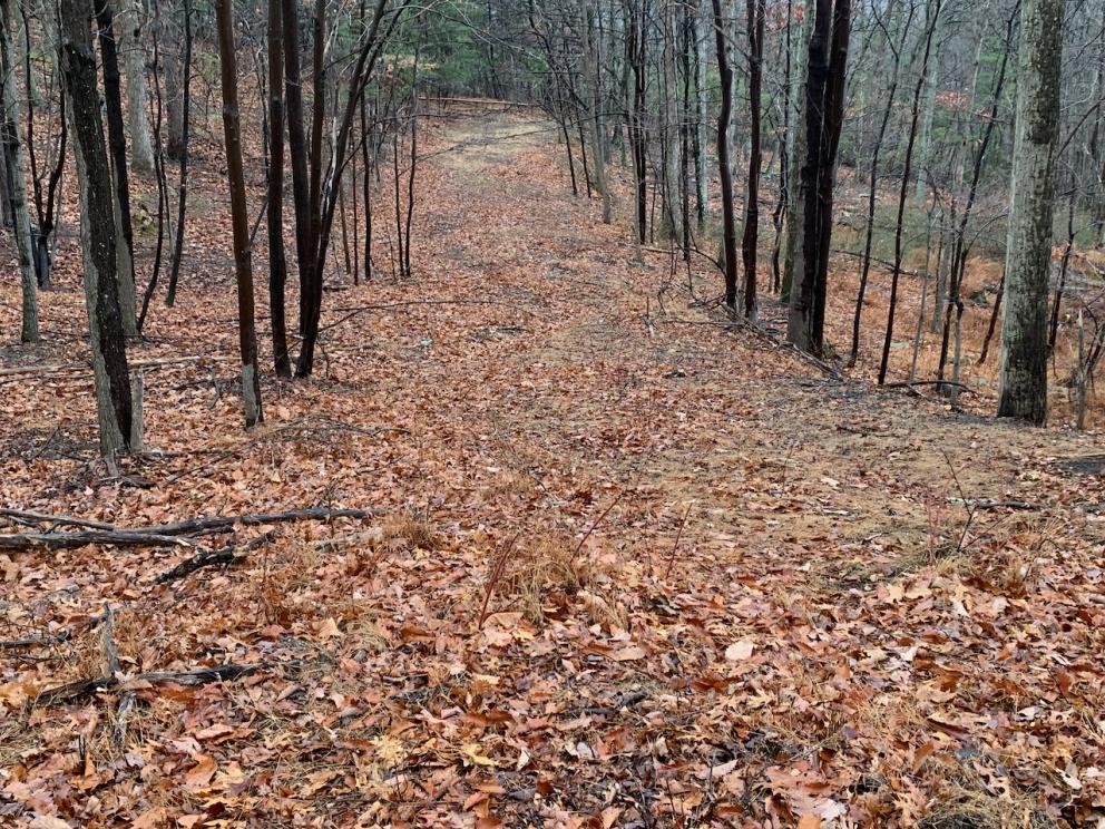 View down great oak trail, toward lots 23, 24