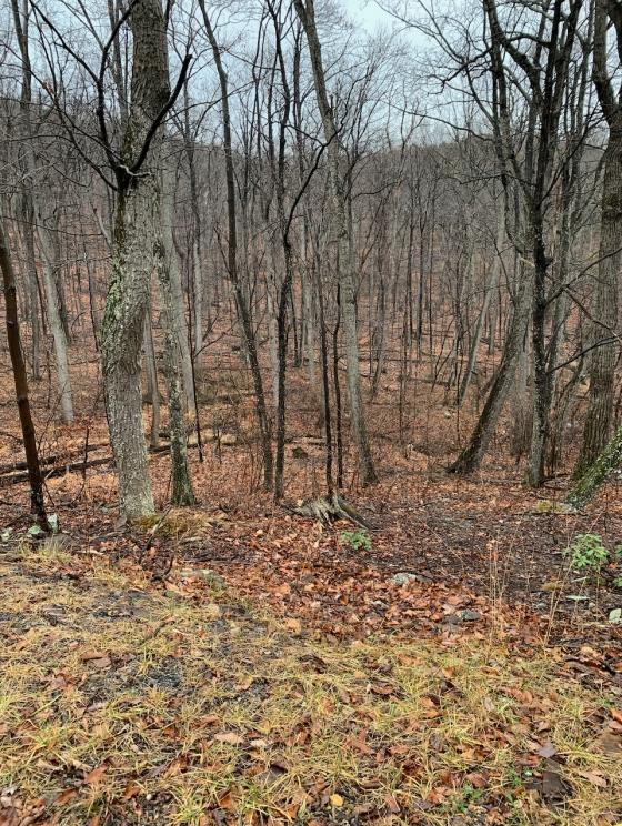 View of lot 18 from hickory trail