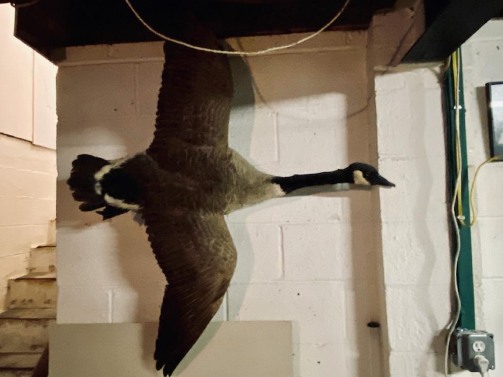 Image for VIRTUAL AUCTION - Working Duck Decoys, Waterfowl Taxidermy, Antique Furniture, Whiskey Advertising,