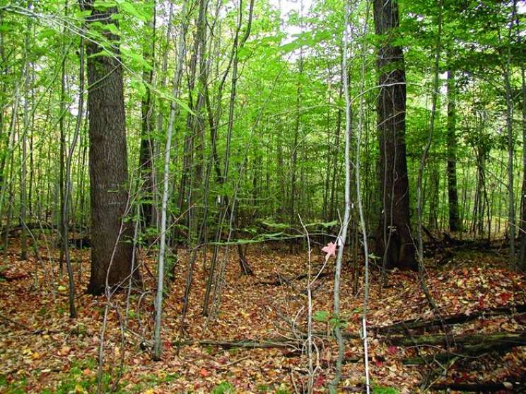 Photo-of-woods