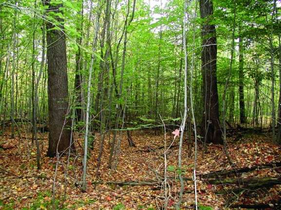 Photo-of-woods